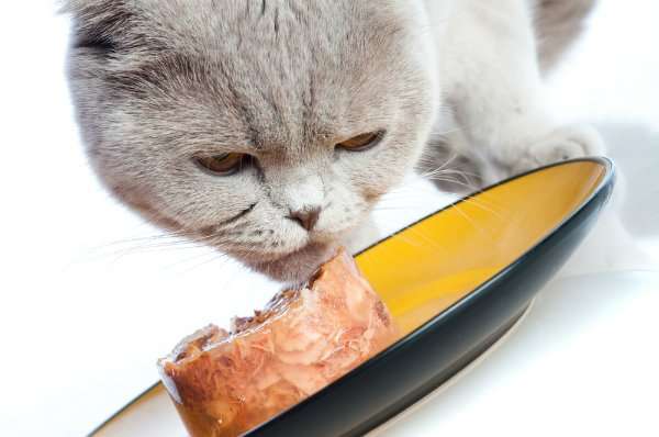 Switching Cat Food: Four Tips for Success