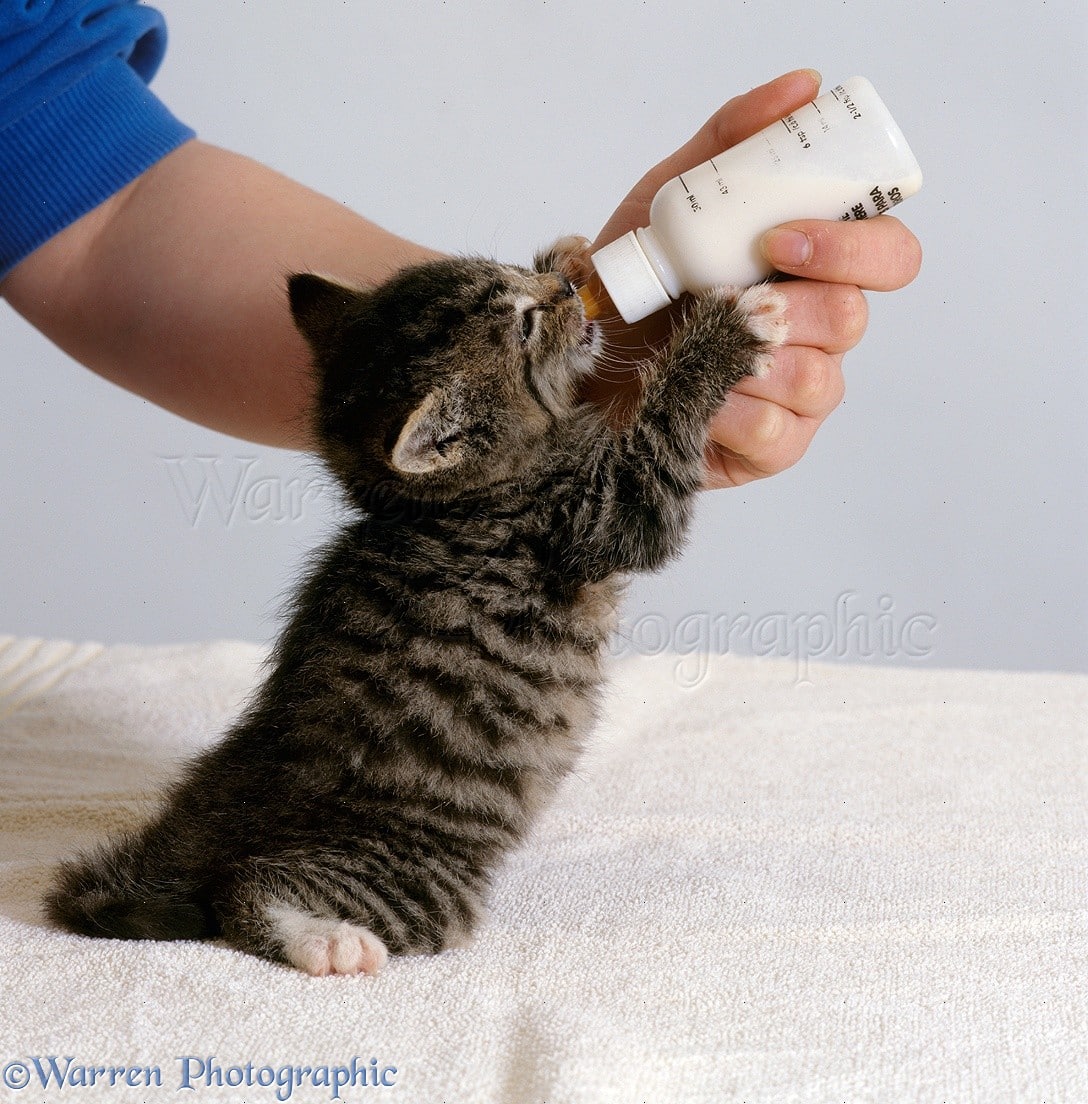 Tabby kitten feeding from a bottle photo WP15811