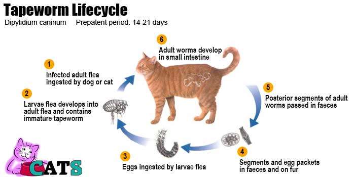 Tapeworms in Cats  Symptoms, Treatment, Prevention