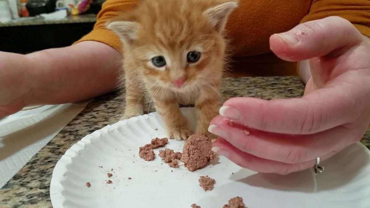 Teaching a 4 week to 5 week old kitten to eat solid food