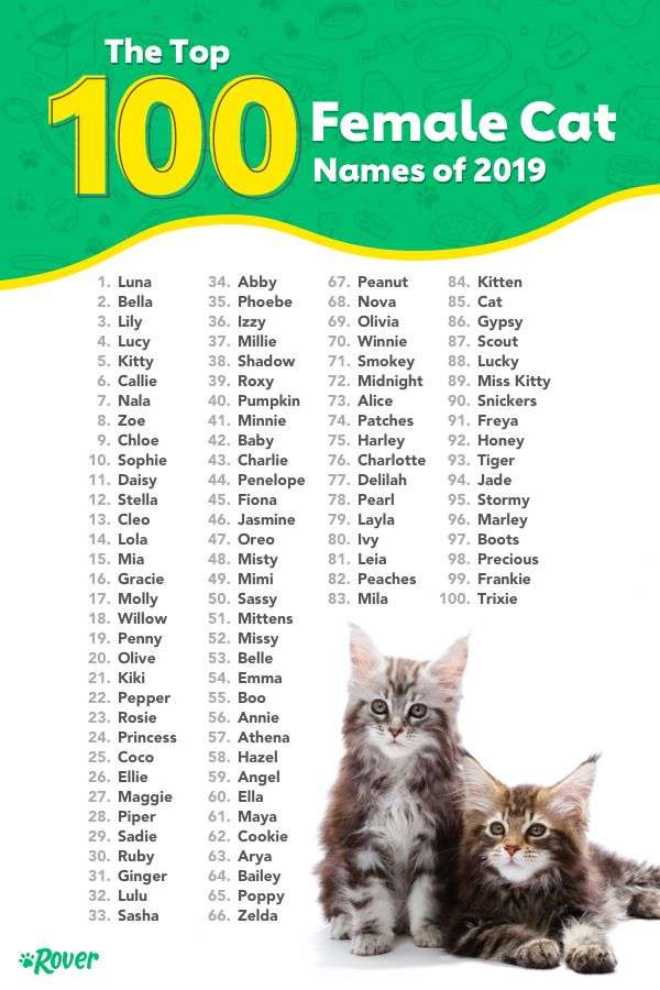 The 100 Most Popular Male and Female Cat Names of 2020 ...