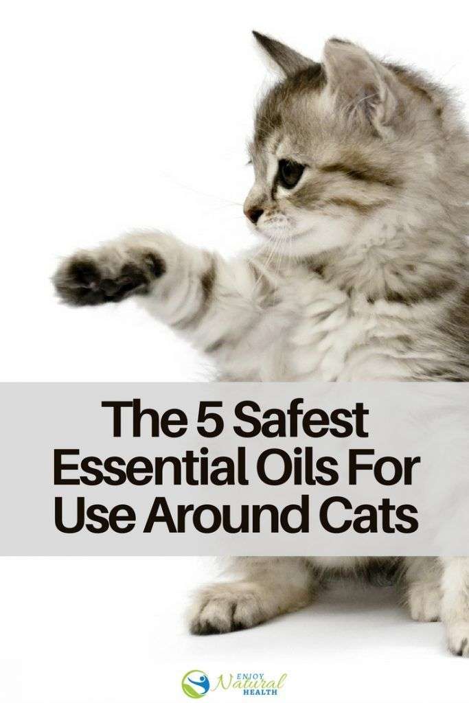 The 5 Essential Oils Considered Safest For Use Around Cats ...