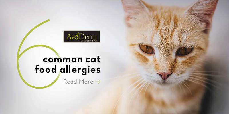 The 6 Most Common Food Allergies in Cats