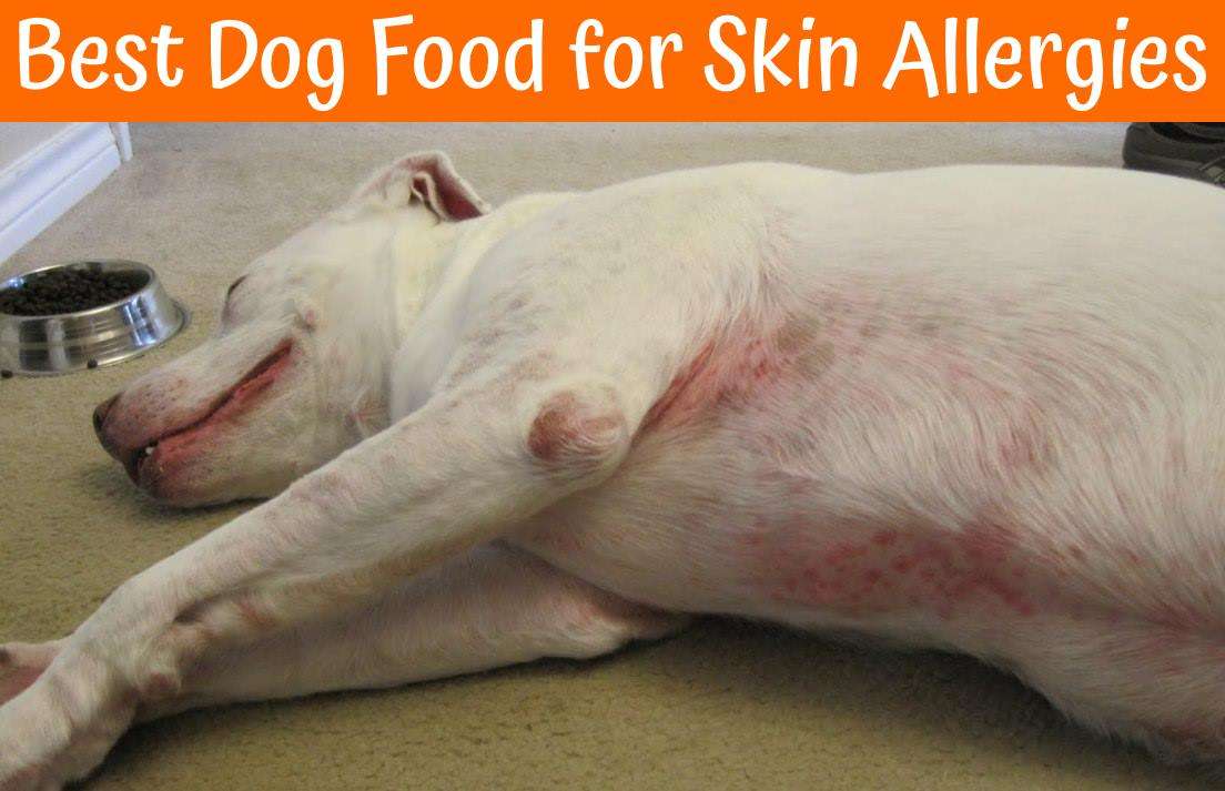 The Best Dog Food for Skin Allergies 2017 Buying Guide ...