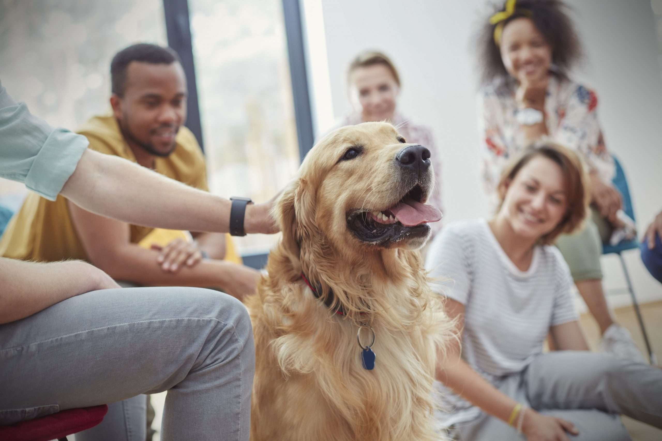 The Best Therapy Animals