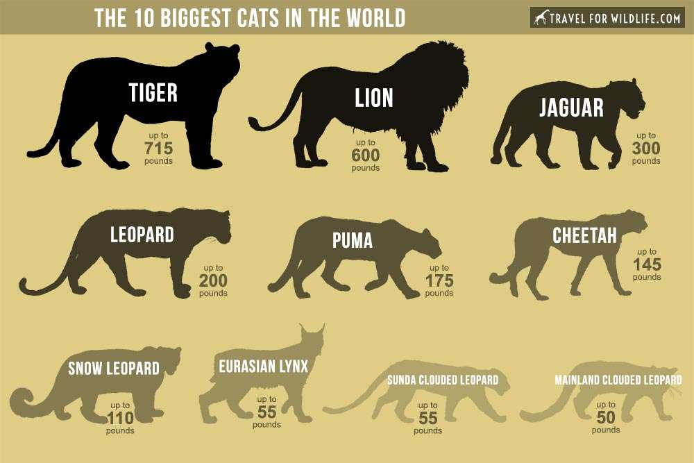 The Biggest Cats in the World  Travel For Wildlife