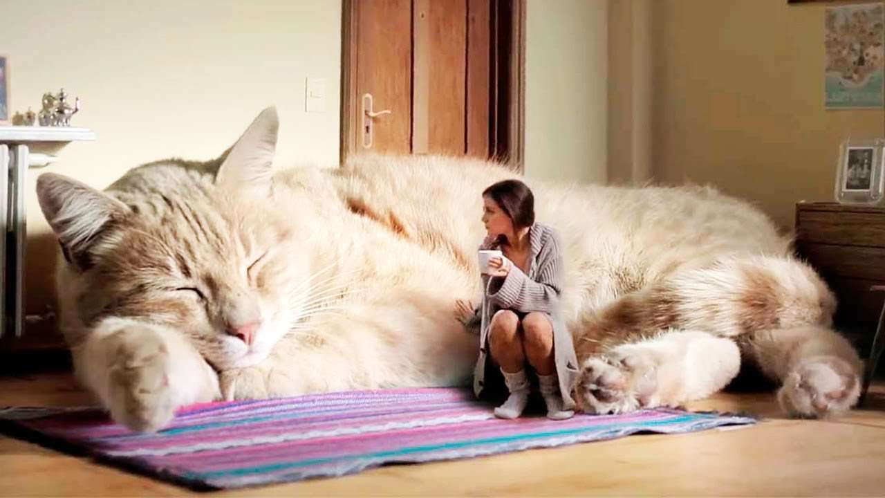 THE BIGGEST CATS In The World