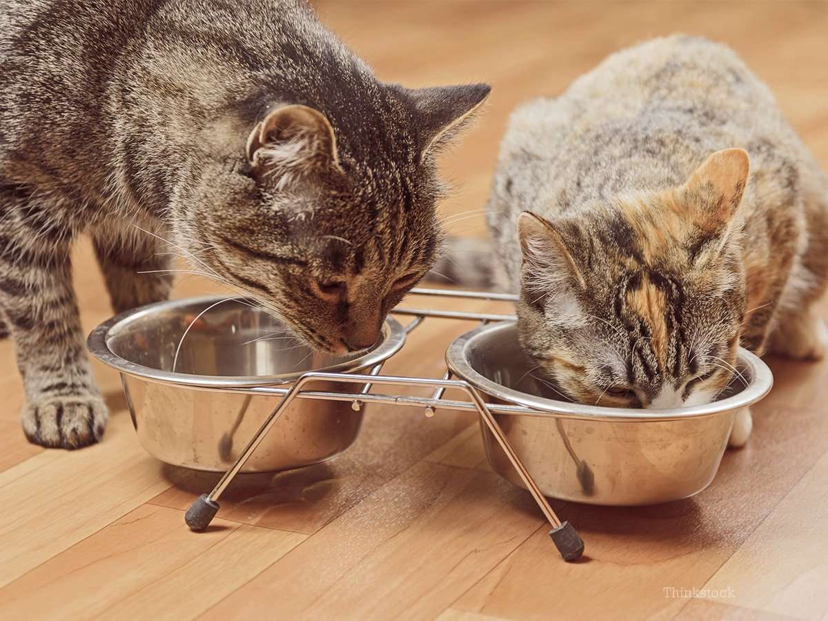 The Dangers of a Raw Diet for Your Cat