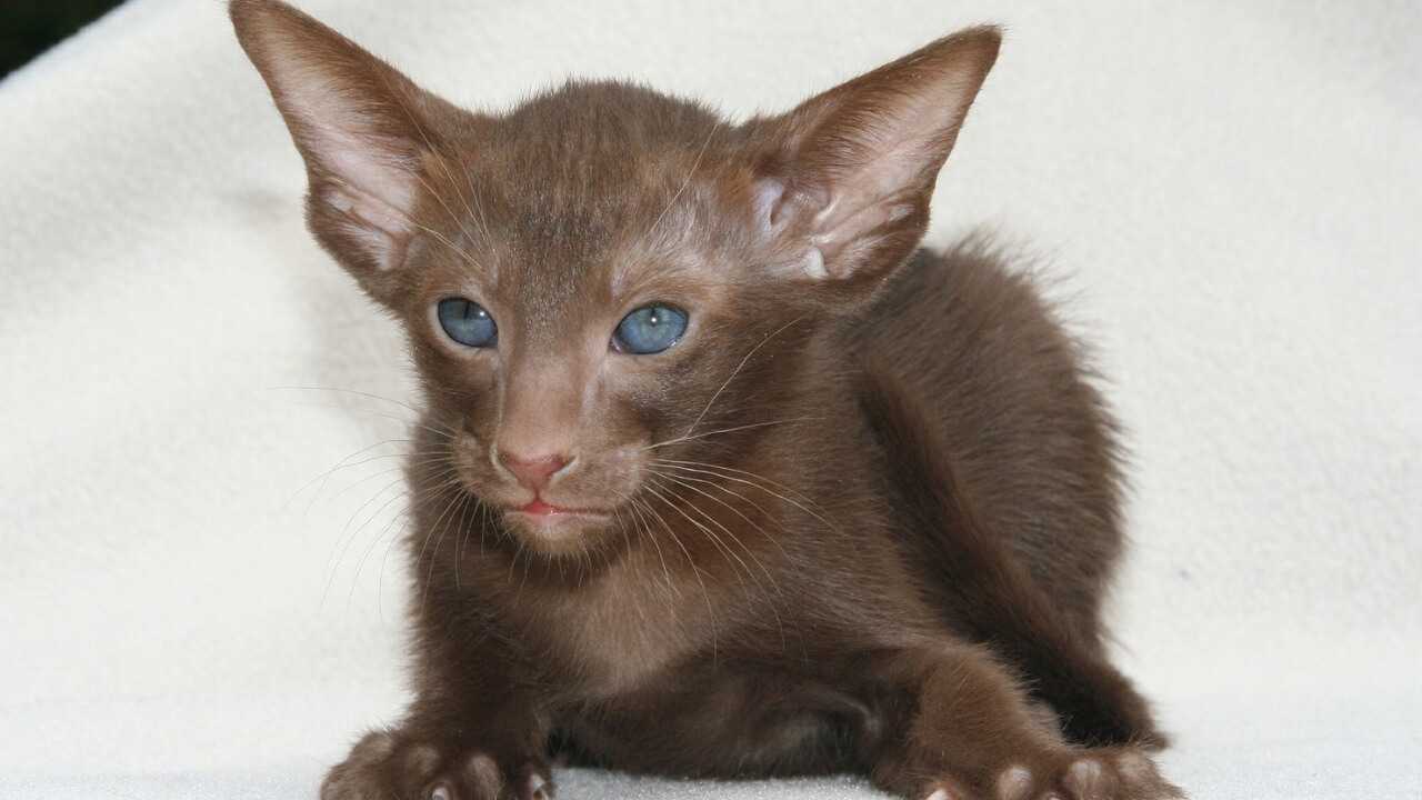 The Havana Brown Cat  Cat Breeds