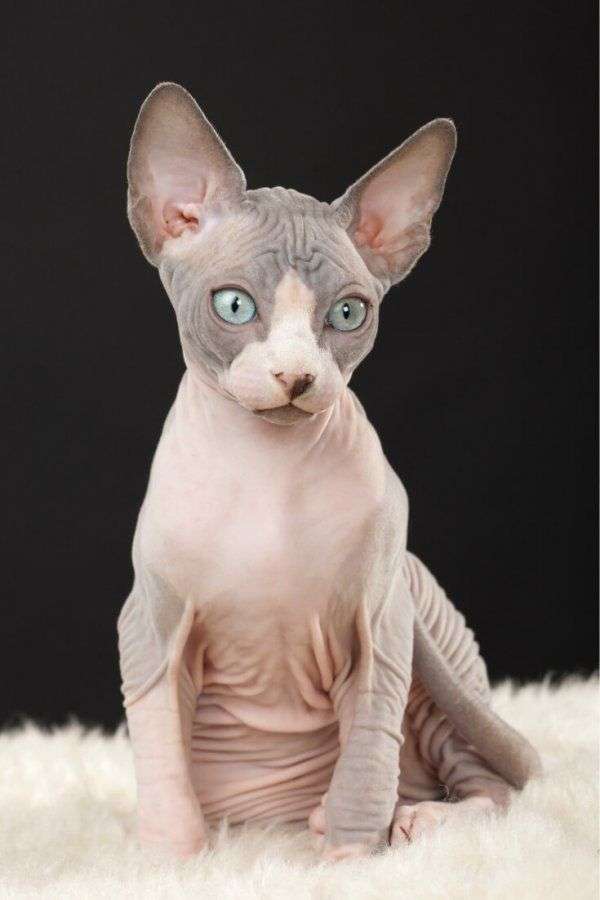 The right food is highly important for Sphynx cats. However, it also ...