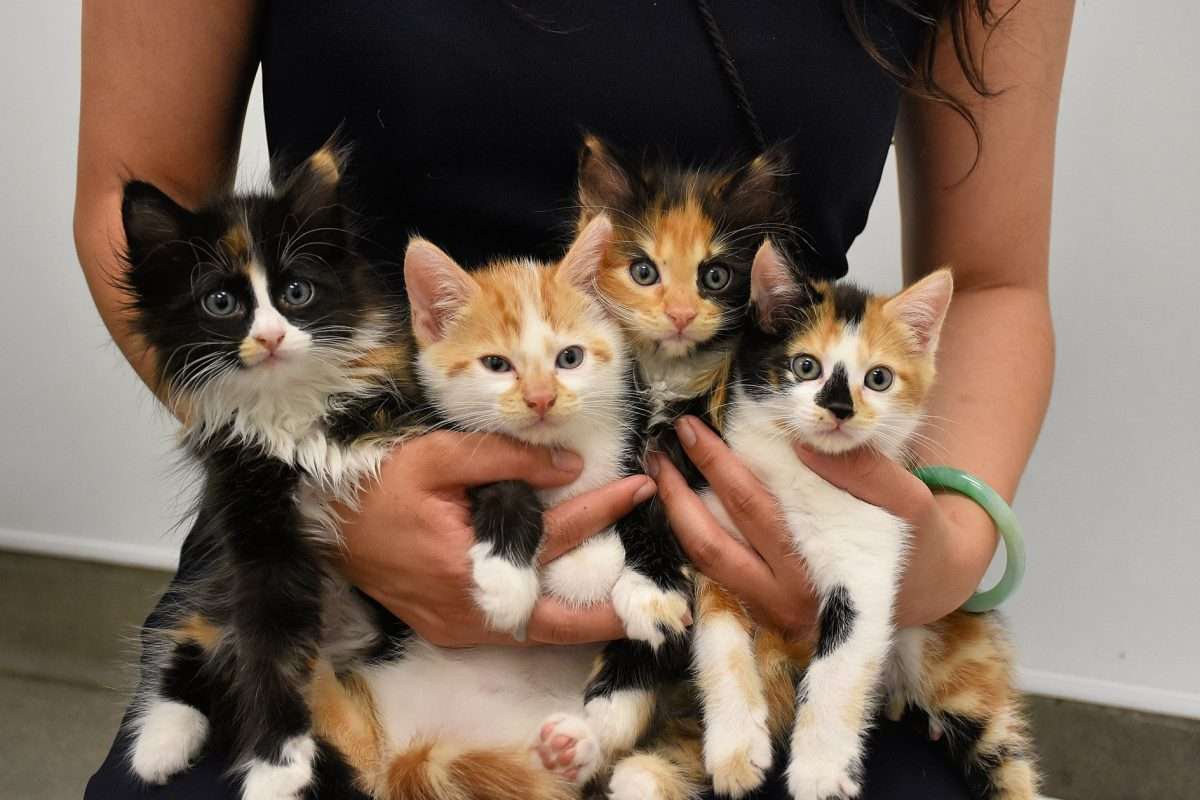 These 85 Kittens &  Cats Are Up For Adoption...