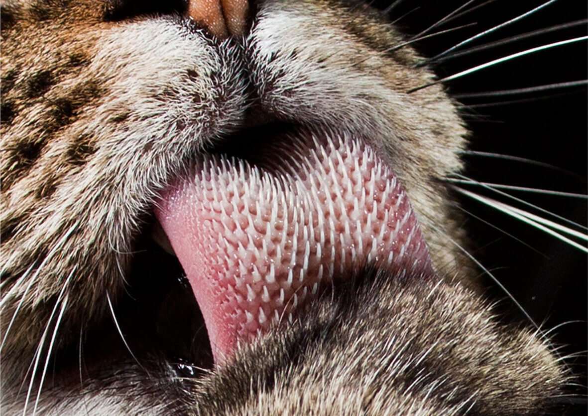 This Is Why Do Cats Tongues Feel Like Sandpaper