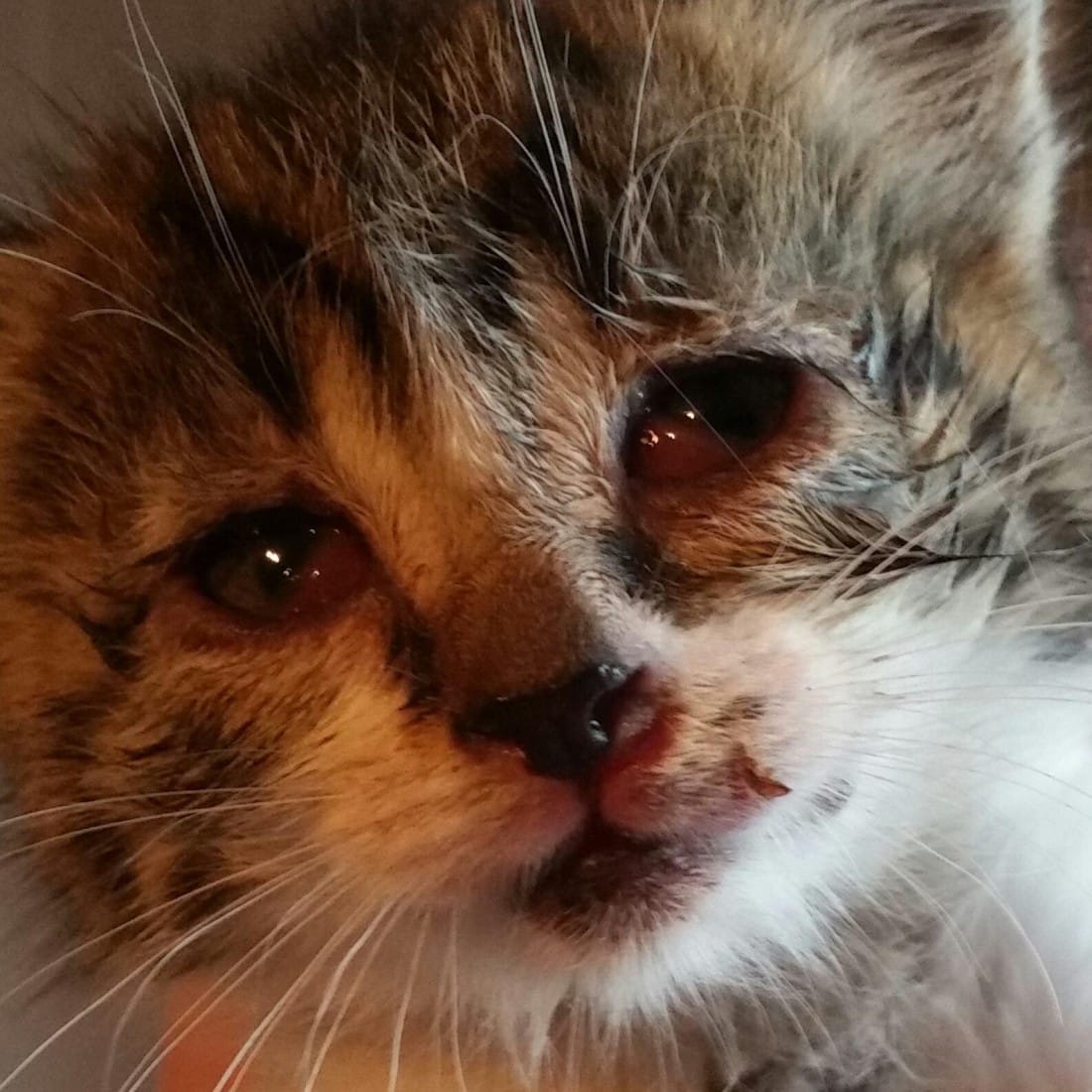 Tiny sick kitten dumped by roadside