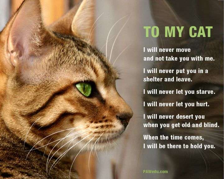 TO MY CAT I will never move and not take you with me. I ...