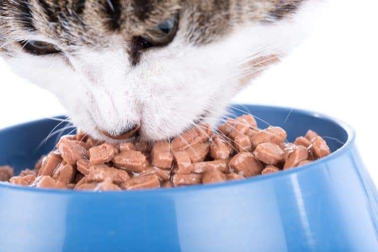 Top 10 Best Wet Cat Foods 2020