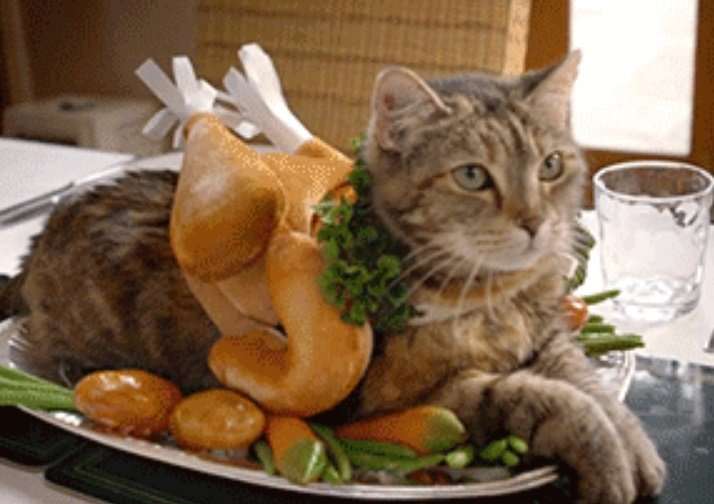 Top 10 Tasty Cats That Look Like Foods