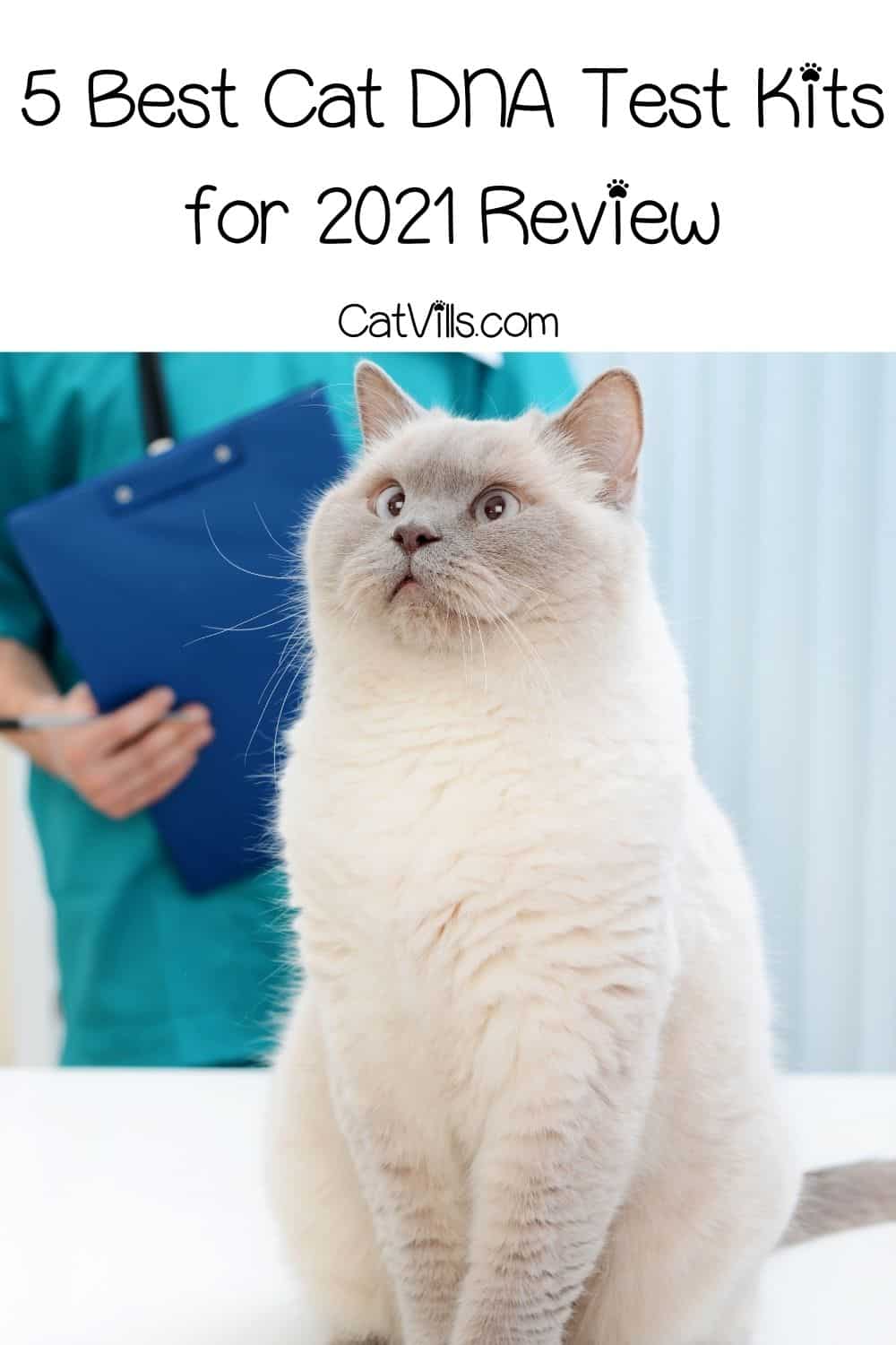 Top 5 Cat DNA Test Reviews in 2021 (Definitive Guide)