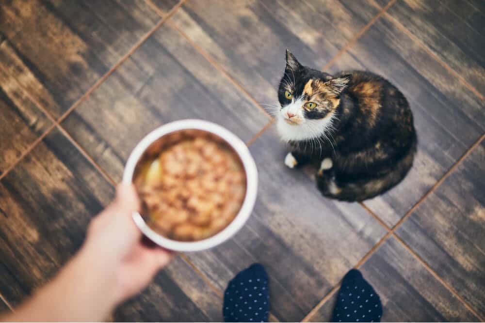 Top 6 Best Homemade Cat Food Recipes