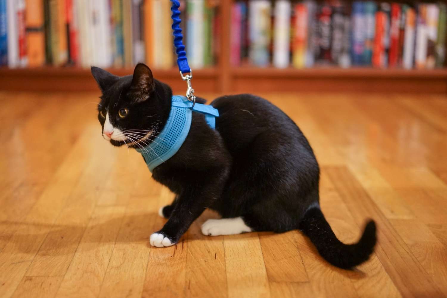 Train your cat to walk on a leash  Adventure Cats