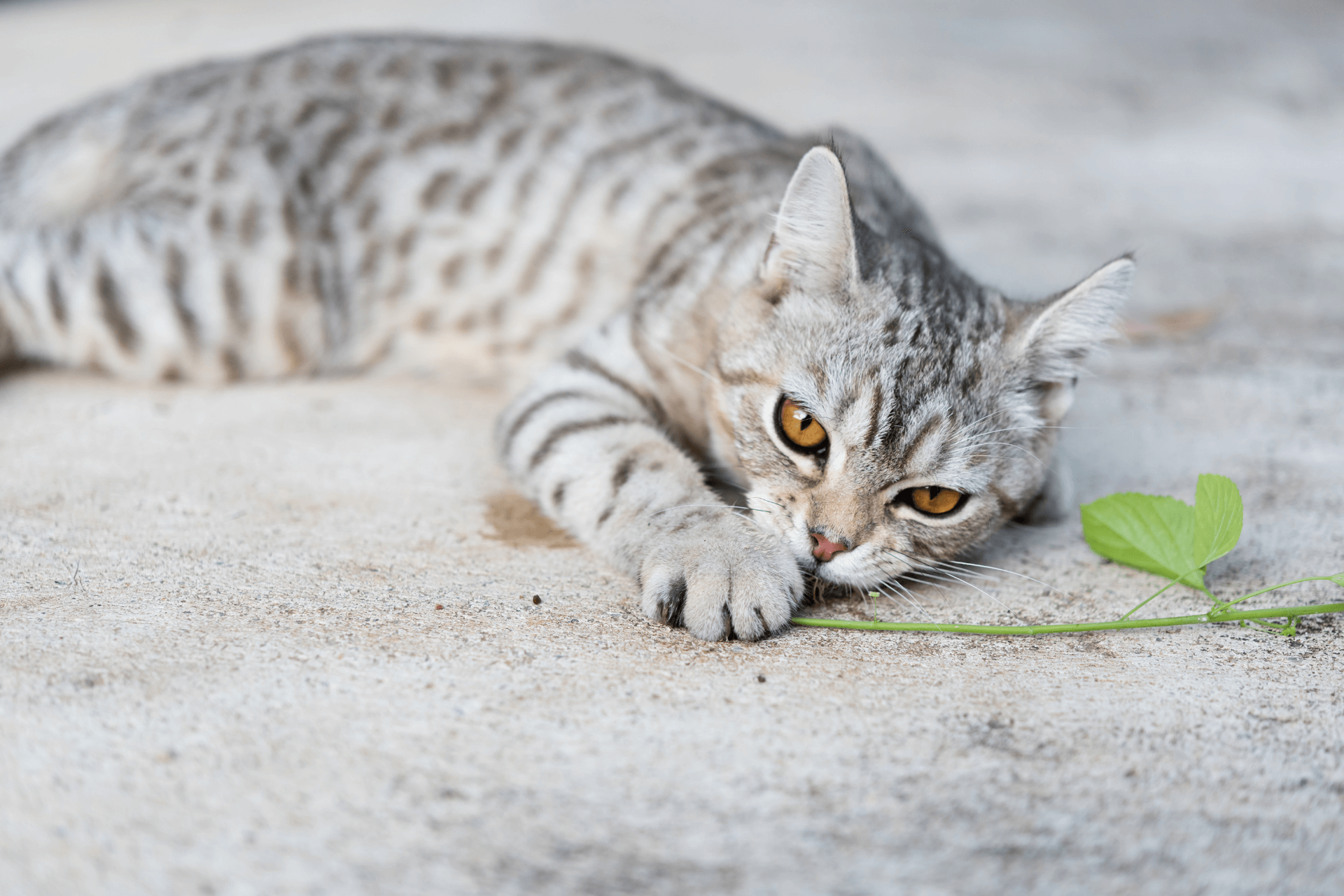 Understanding Why Do Cats Like Catnip?
