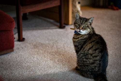 Urination Tribulations: How to Stop Cats From Peeing on ...