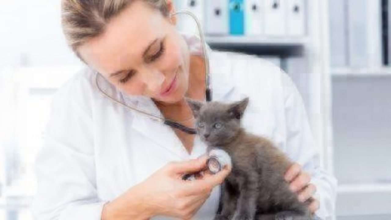 Vet Visit: What to Expect