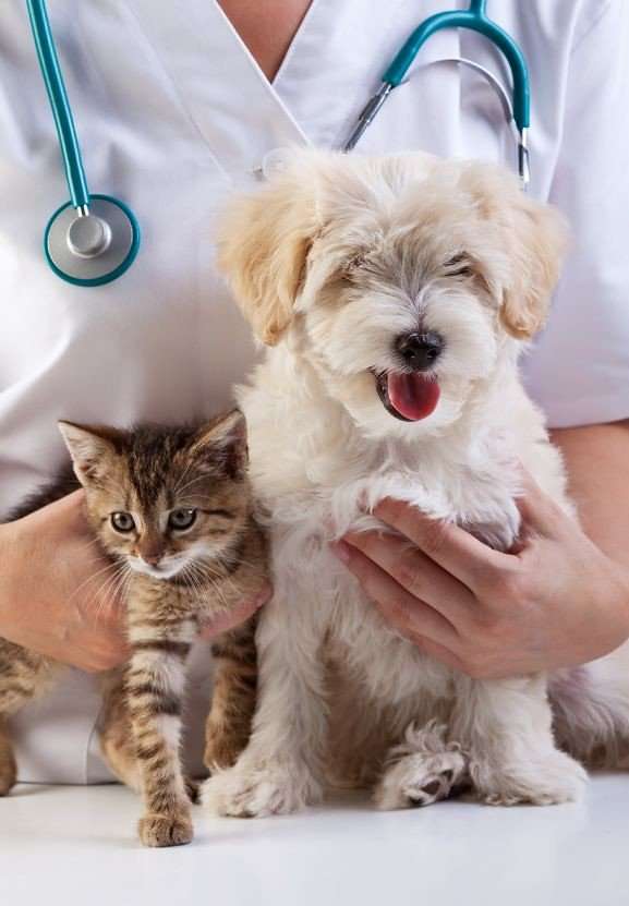 veterinary clinic,dog and cat, caucasian, check, checkup ...