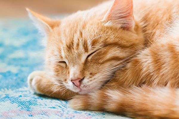 View 14 How Long Do Orange Tabby Cats Live