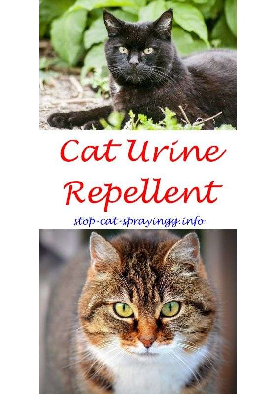 Vinegar Harmful To Cats