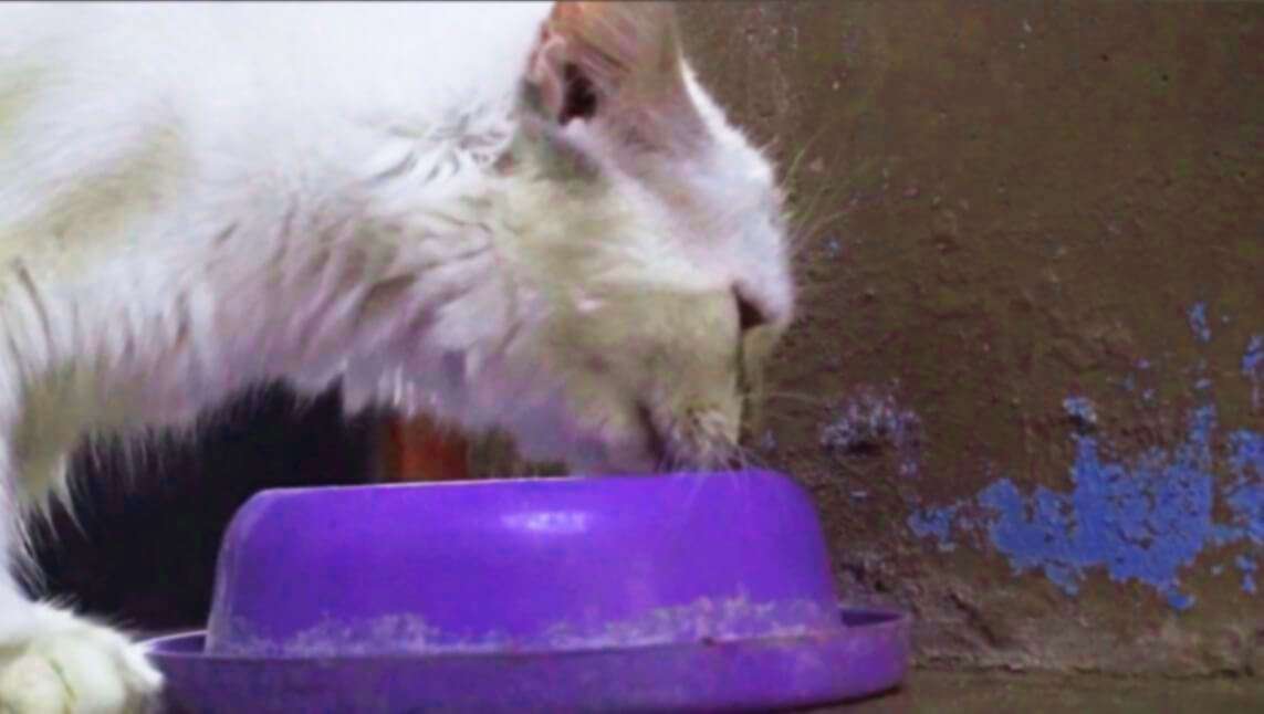 Way How To Force A Cat To Drink More Mineral Water