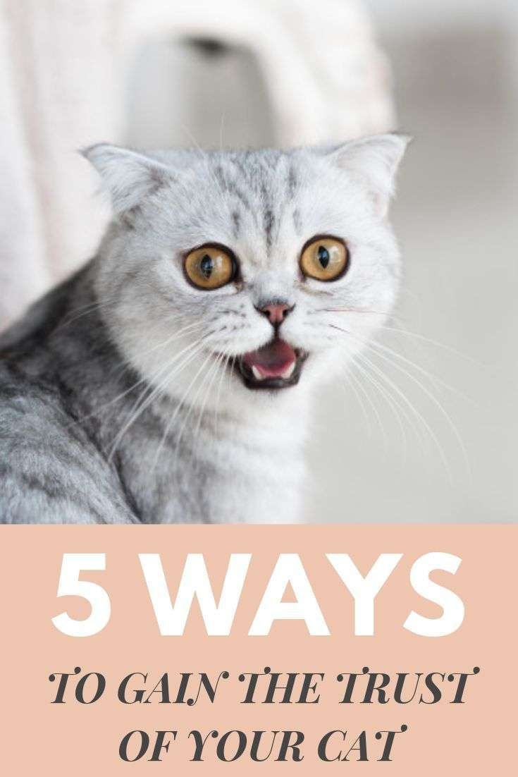 We bring you five tips to help you gain the trust of a cat ...
