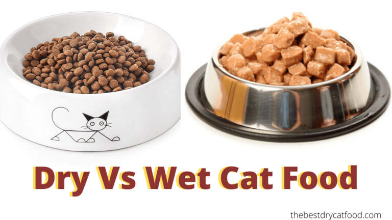 Wet Versus Dry Cat Food