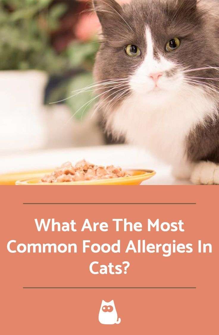 What Are The Most Common Food Allergies In Cats ...