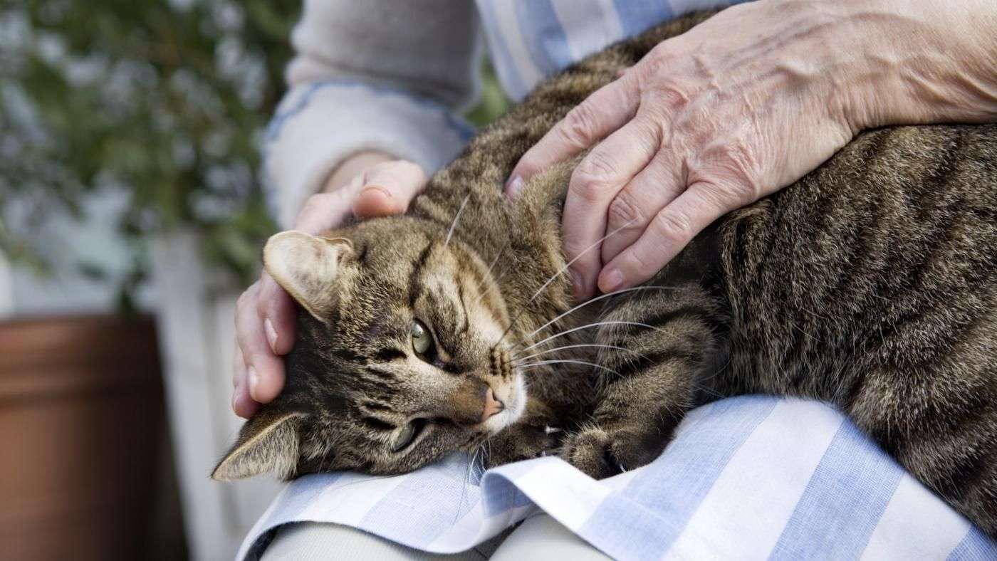 What Are the Symptoms of a Dying Cat?