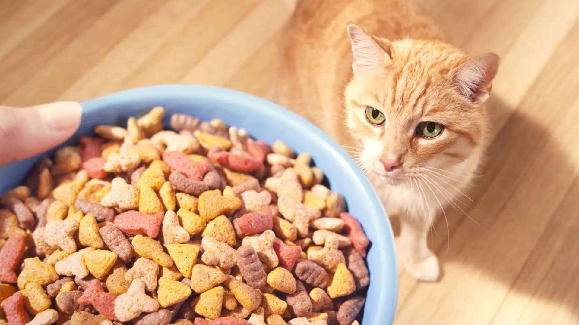 What Can Kittens Eat Besides Cat Food