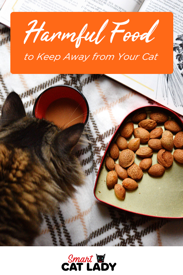 What can you feed your cat? Harmful food to keep away from ...