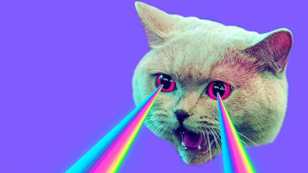 What Colors Do Cats Actually See?