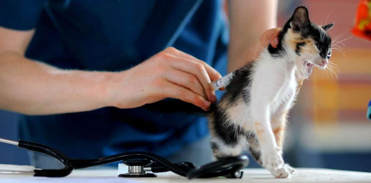 What core vaccines do indoor cats need?