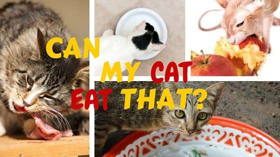 What Do CATS EAT? (A Look At 40 HUMAN Foods)