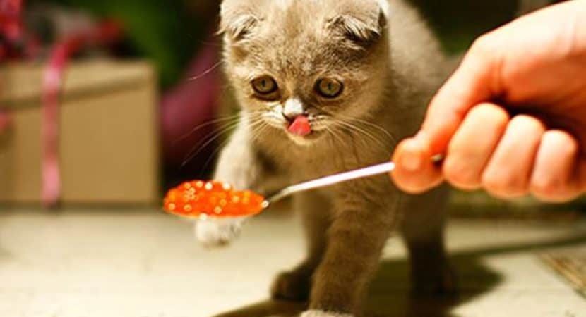What do Cats Like to Eat: 10 Healthy Human Foods