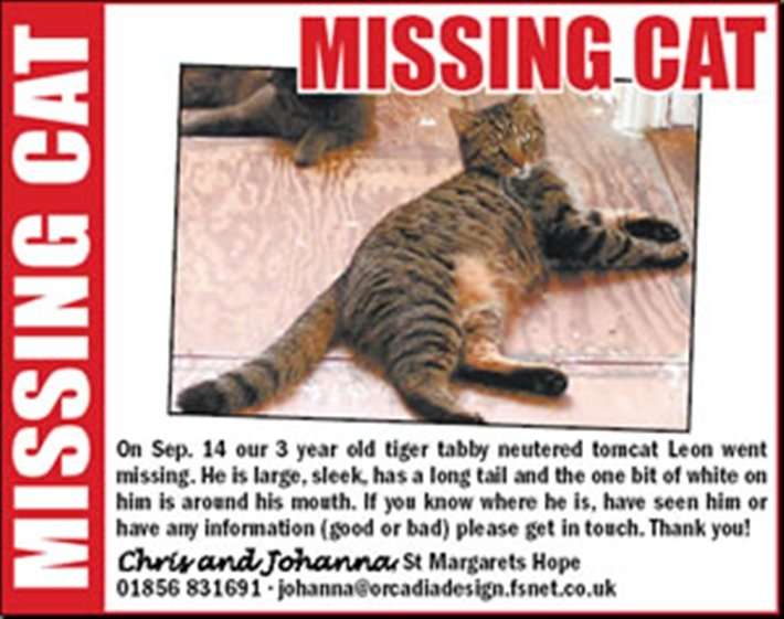 What do I do if my cat goes missing?