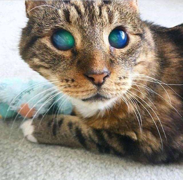What Does A Blind Cats Eye Look Like