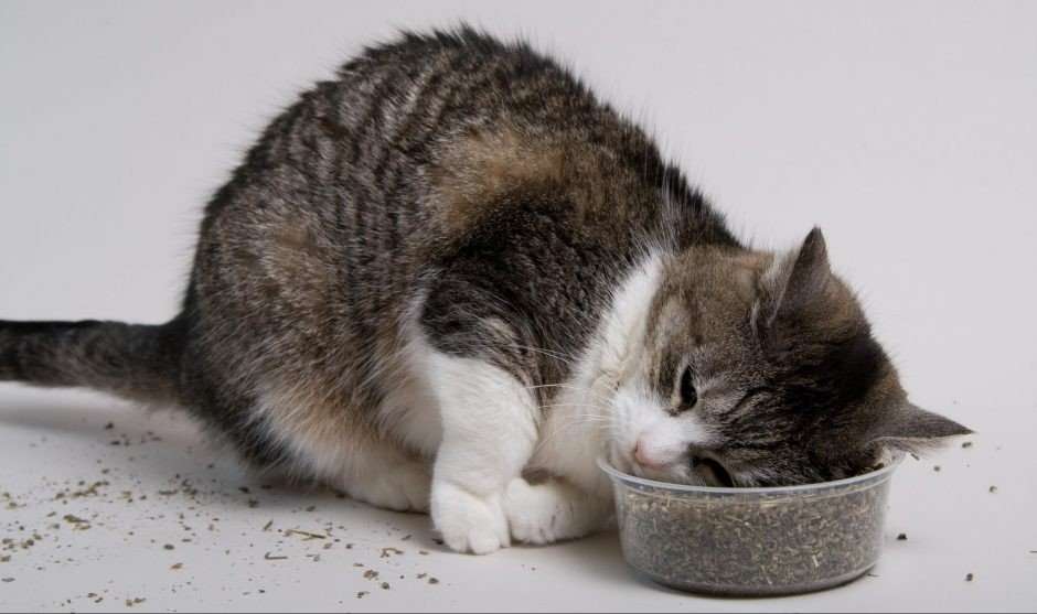 What does catnip do to cats?