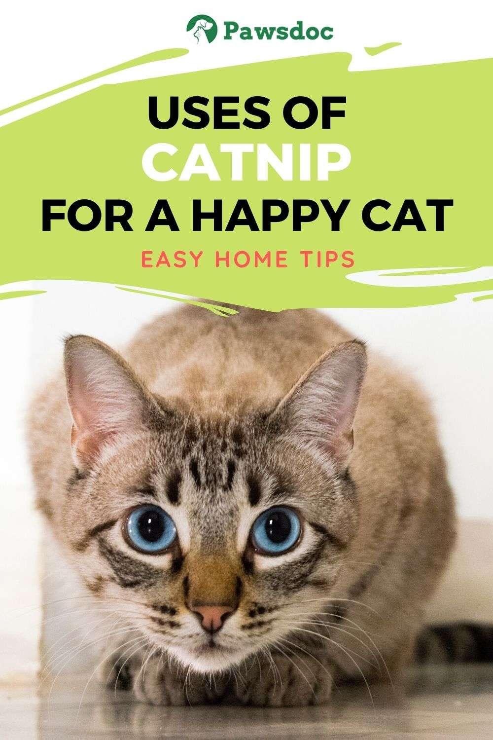 What Does Catnip Do To Cats? I Why Cats Love Catnip So Much