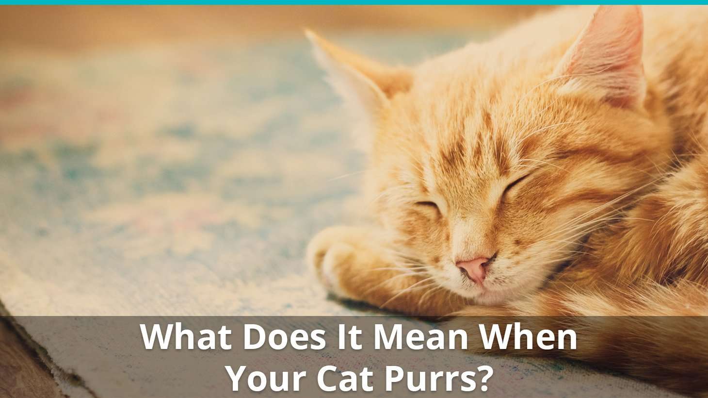 What Does It Mean When A Cat Purrs? Are Kittens And Adults ...