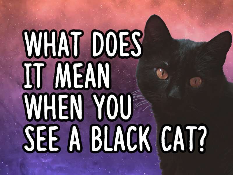 What does it mean when you see a black cat?