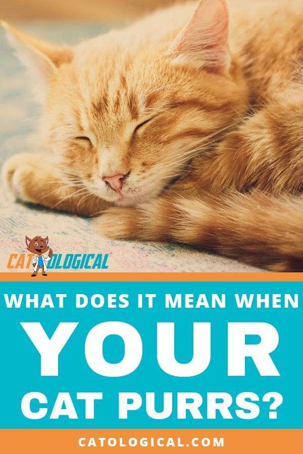 What does it mean when your cat purrs? Do cats and kittens ...