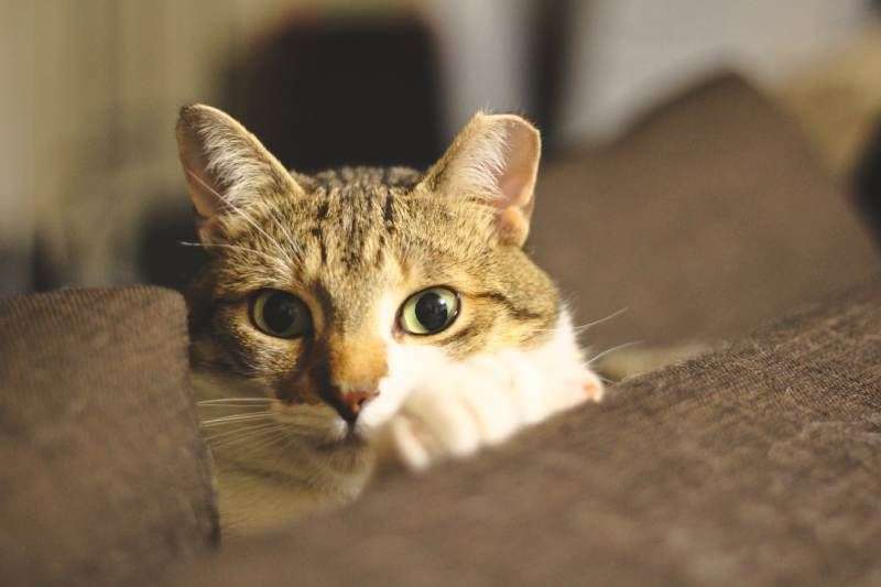 What Does It Mean When Your Cat Stares at You? How to ...