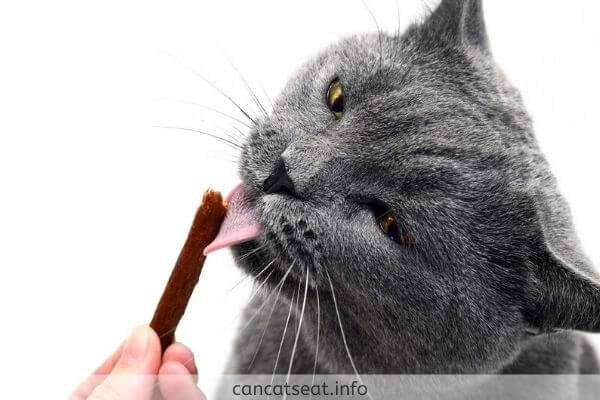 What Happens If A Cat Eats Chocolate
