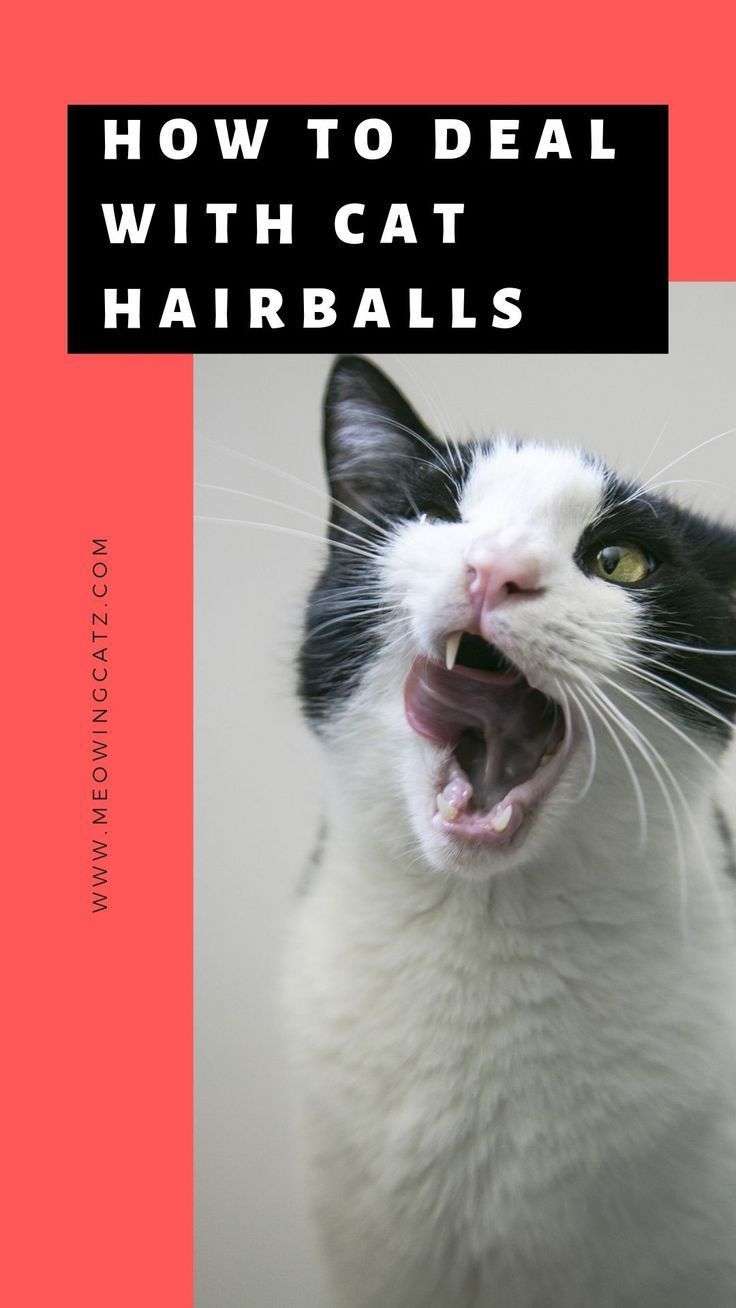 What is a cat hairball? How common are cat hairballs? how ...